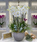 Granite Stone Orchid
