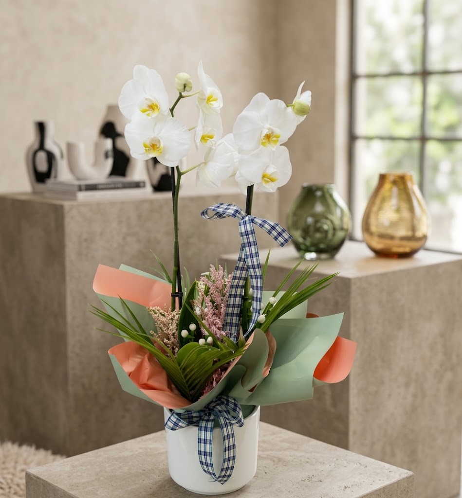 Mint Elegance Orchid