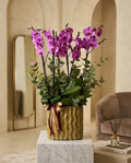 Imperial Orchid