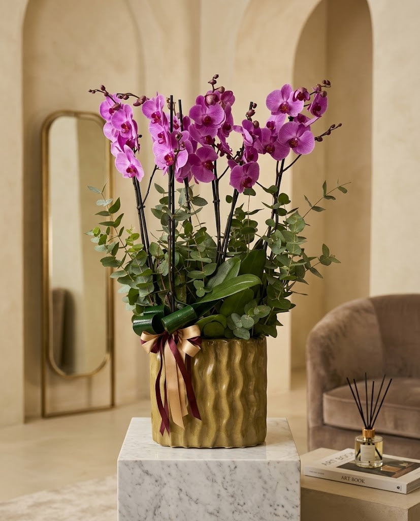 Imperial Orchid