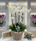 Natural Wicker Basket Orchid Set