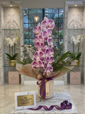 Purple Velvet Spot Orchid